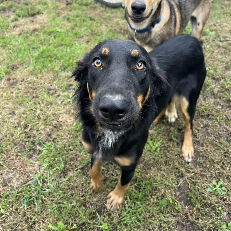 A young medium-sized female Shepherd dog named Lovey NO FEE for adoption in Fairmont, MN