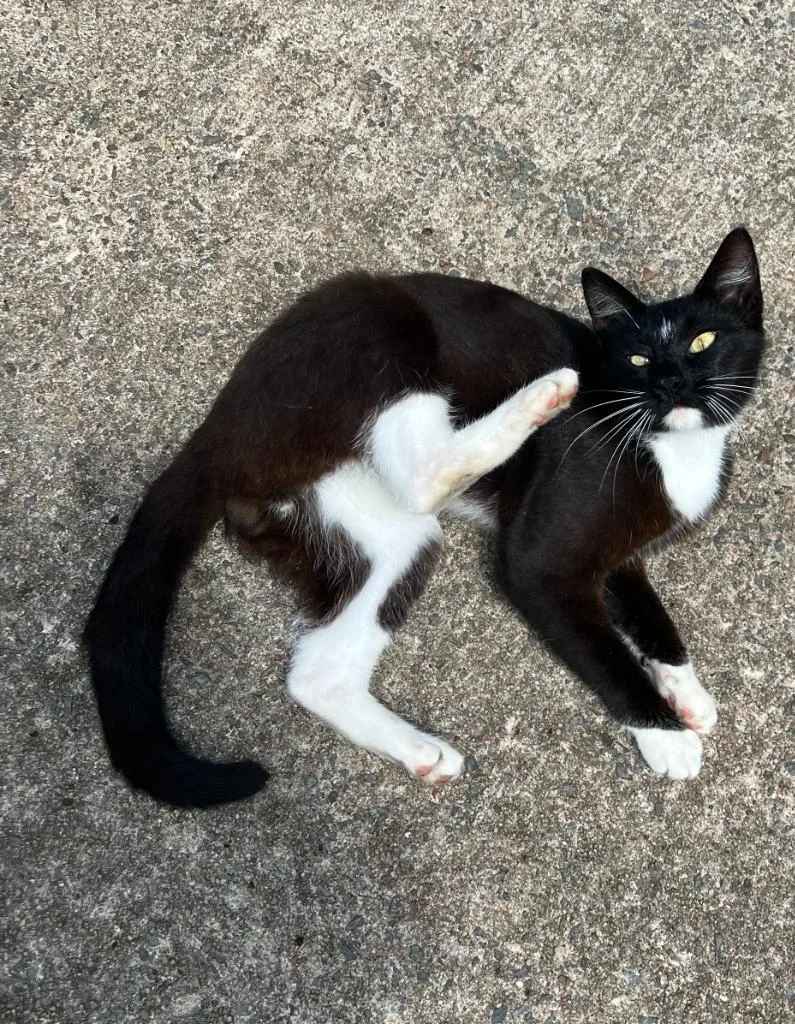 A young medium-sized male Domestic Short Hair cat named Motley for adoption in Little Rock, AR