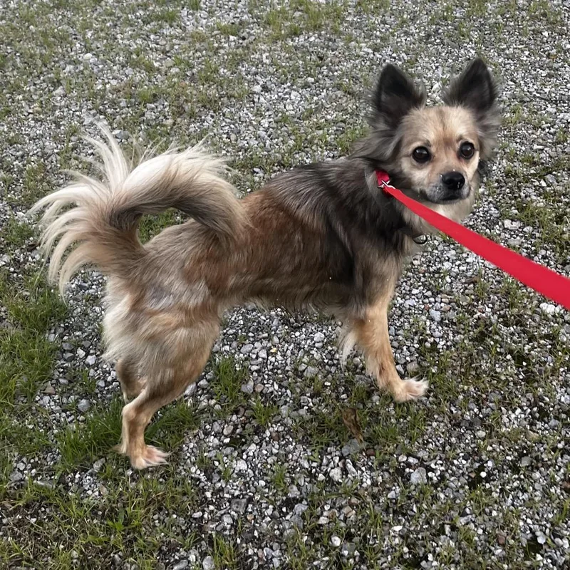 Gizmo thumbnail 2