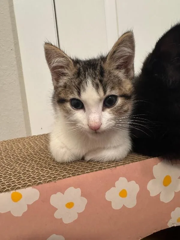 A young medium-sized male Brown / Chocolate Domestic Short Hair cat named Spork for adoption in Fort Collins, CO