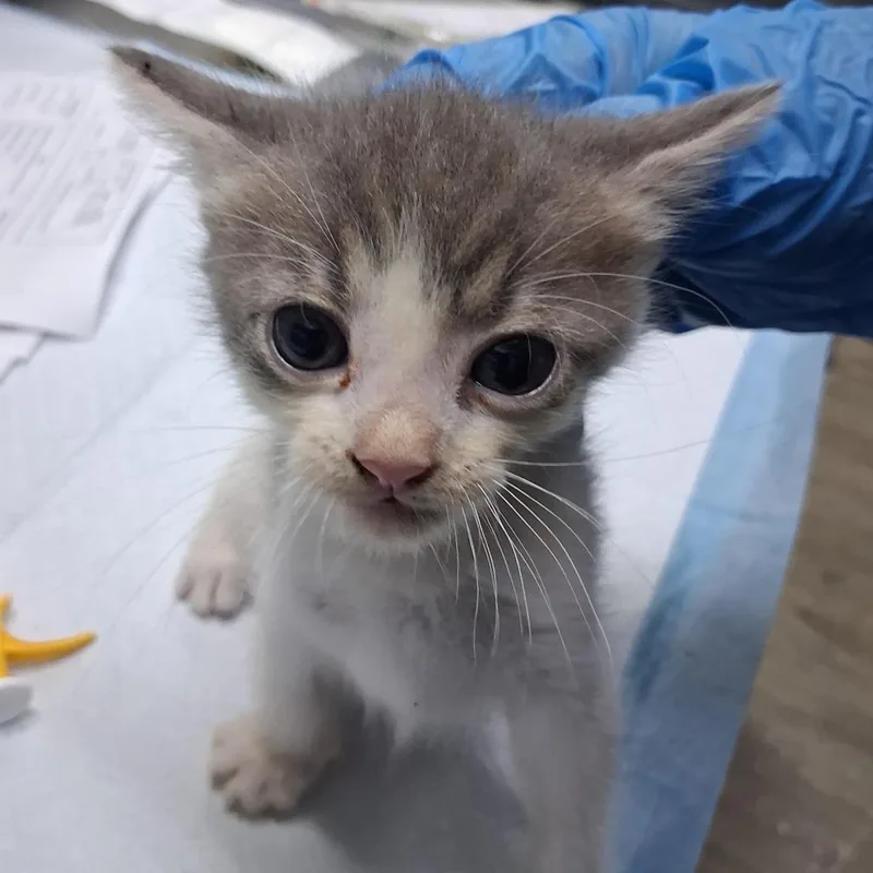 A baby small-sized male Gray / Blue / Silver Domestic Short Hair cat named Mario @ Petco on for adoption in Summerville, SC