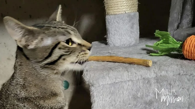 Cribbage thumbnail 2