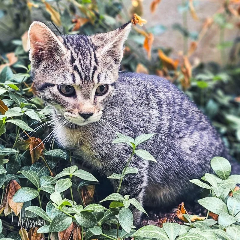 Cribbage thumbnail 3