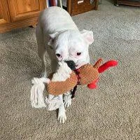 An adult medium-sized female White / Cream Boxer dog named Baby Girl for adoption in Davis, CA