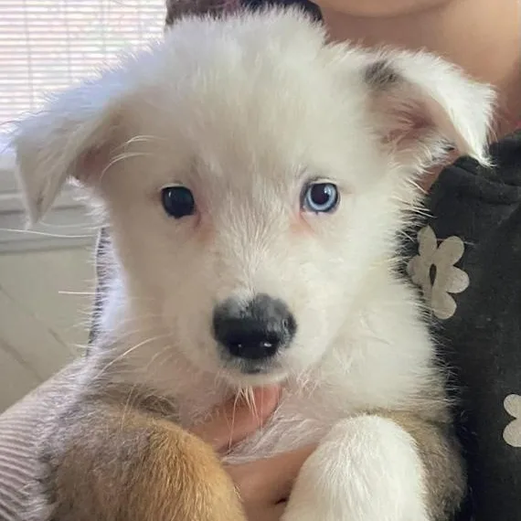 A baby medium-sized male Border Collie dog named Silas for adoption in Toledo, OH