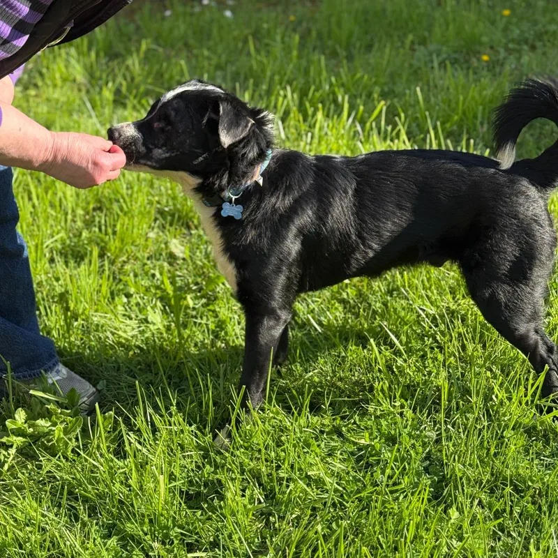 A senior medium-sized male Border Collie dog named Toby for adoption in Corvallis, OR