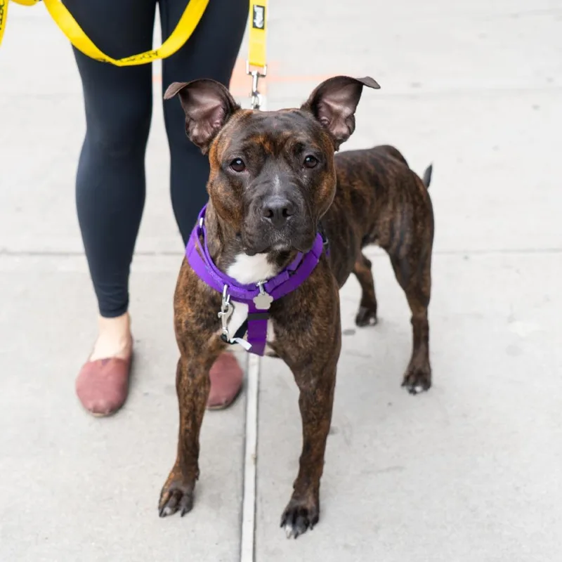 An adult small-sized female Brindle American Staffordshire Terrier dog named Willow for adoption in New York, NY