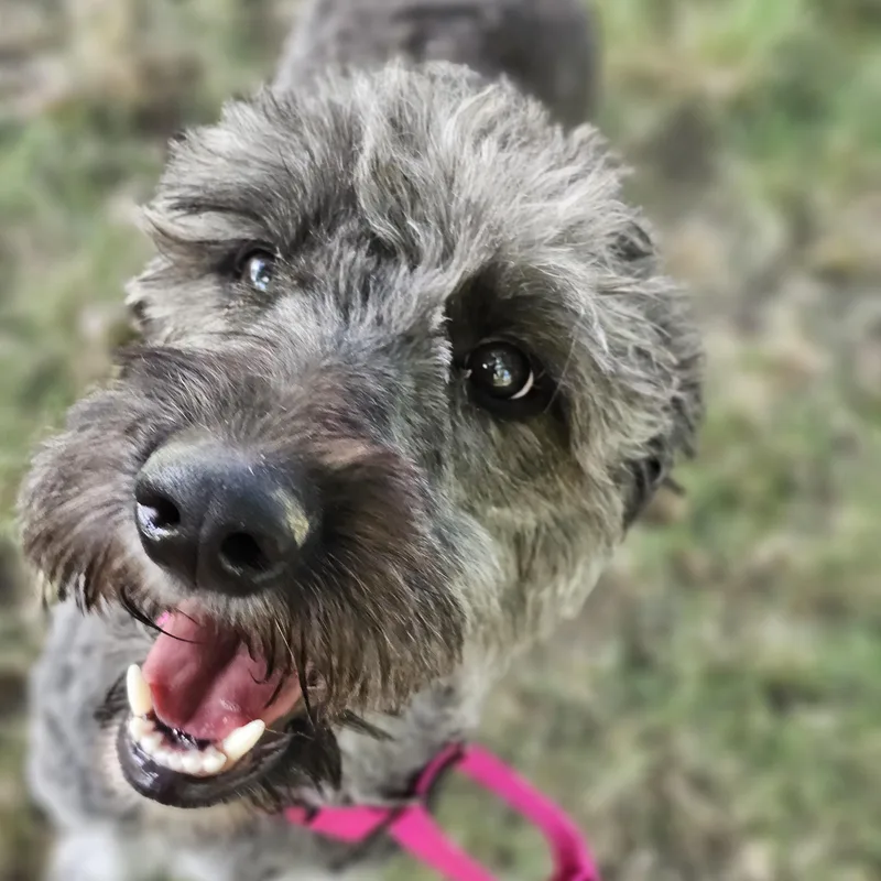 Shaggy Sue So Il thumbnail 4