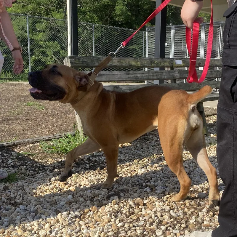 A young medium-sized female Apricot / Beige Cane Corso dog named Rosey for adoption in King George, VA