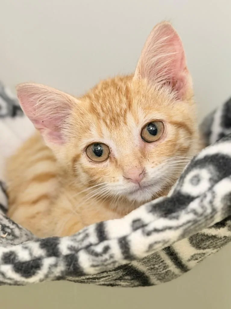 A baby medium-sized male Domestic Short Hair cat named Siren for adoption in Menomonie, WI