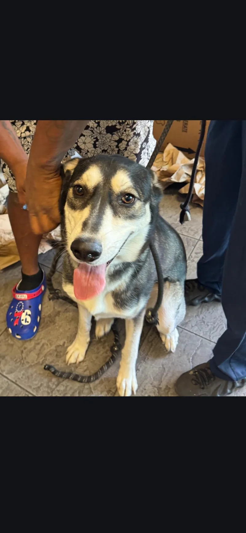 A young medium-sized male Siberian Husky dog named Munch for adoption in Los Angeles, CA