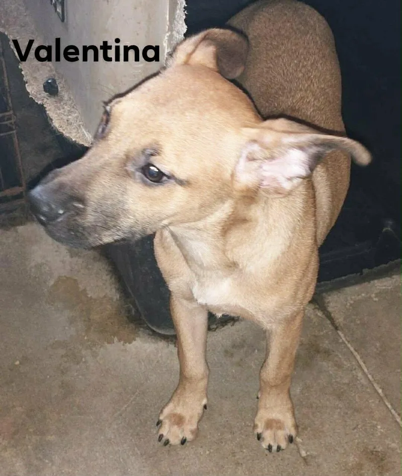 A baby small-sized female Mixed Breed dog named Valentina for adoption in Windsor, CO
