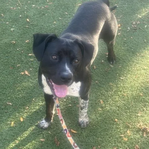 A young medium-sized female Pit Bull Terrier dog named Mazie for adoption in Indianapolis, IN