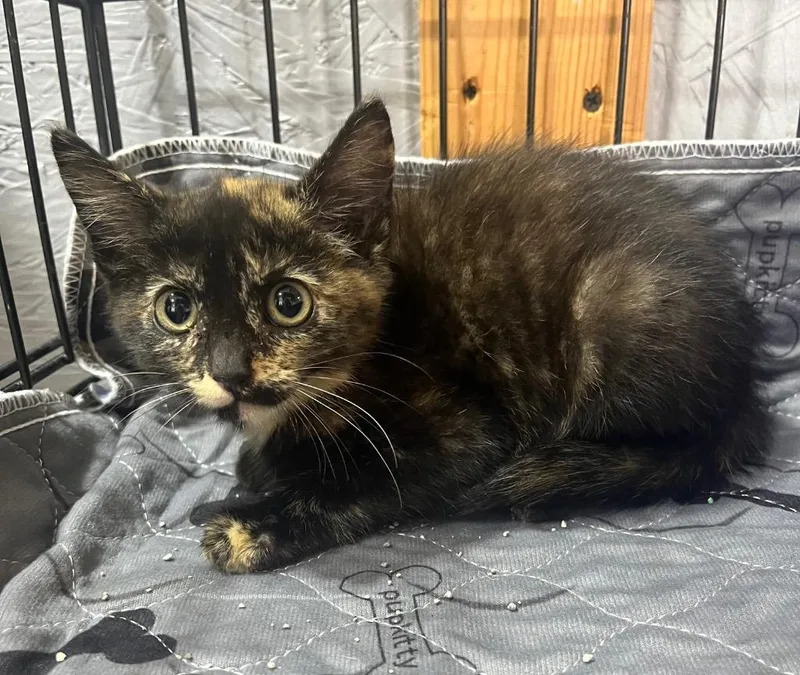 A baby small-sized female Domestic Short Hair cat named Missy for adoption in Kell, IL