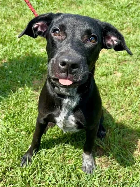 A baby small-sized female Labrador Retriever dog named Sydney for adoption in York, SC