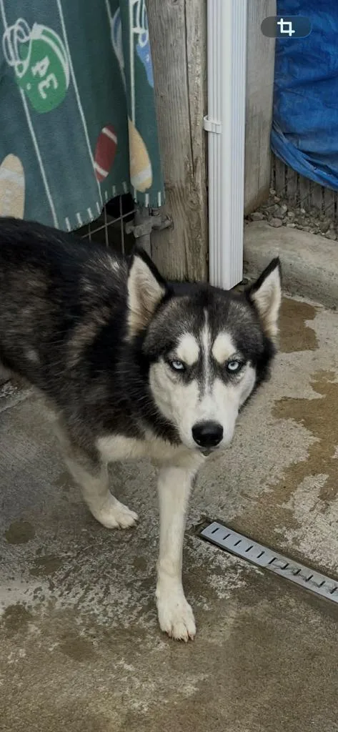 A baby medium-sized female Husky dog named Tiana for adoption in Newman, CA