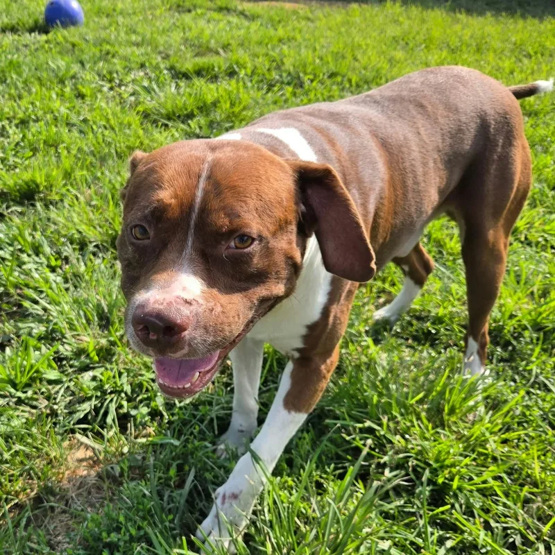 A young large-sized male Brown / Chocolate Pit Bull Terrier dog named Winston for adoption in Petersburg, IN