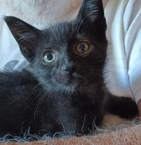 A baby small-sized male Black Domestic Short Hair cat named Alexander for adoption in San Jose, CA