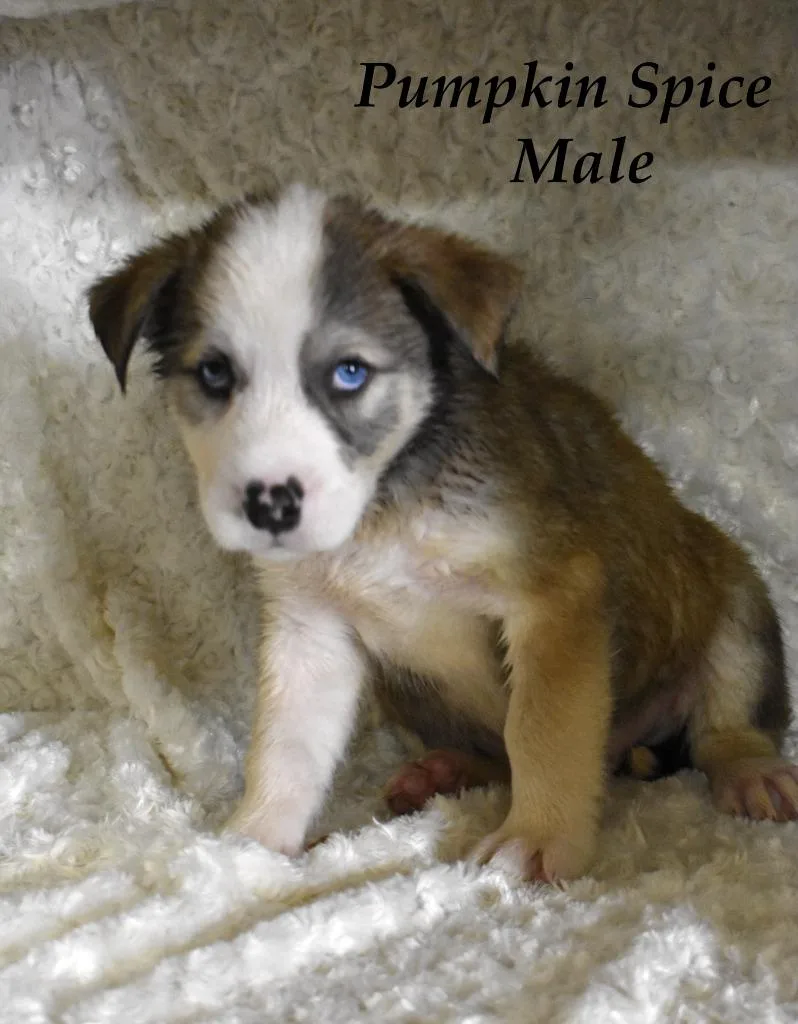 A baby large-sized male Husky dog named Pumpkin Spice for adoption in Springfield, OH