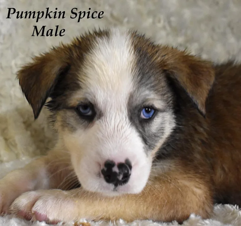 Pumpkin Spice thumbnail 2