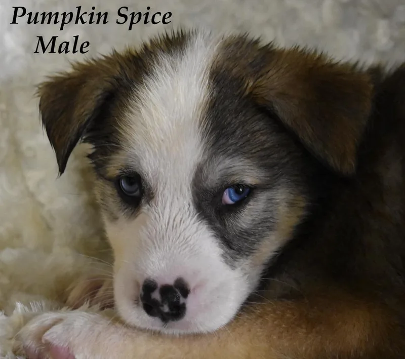 Pumpkin Spice thumbnail 3