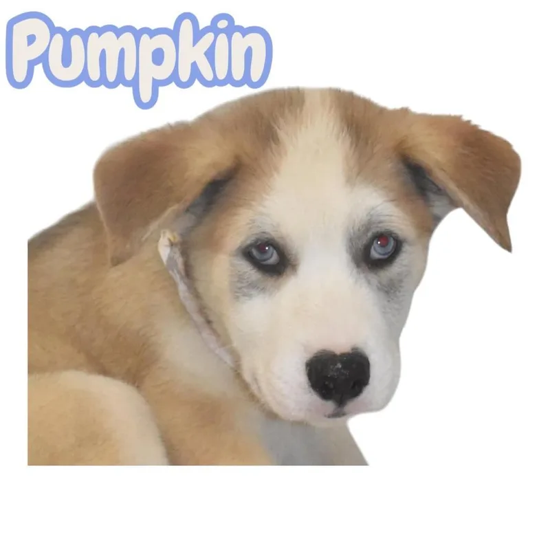 Pumpkin Spice thumbnail 4
