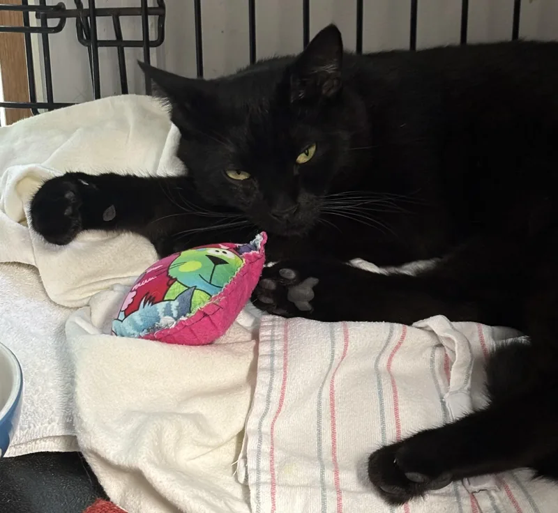 A young medium-sized male Black Domestic Short Hair cat named Owl Eyes for adoption in Marblehead, MA