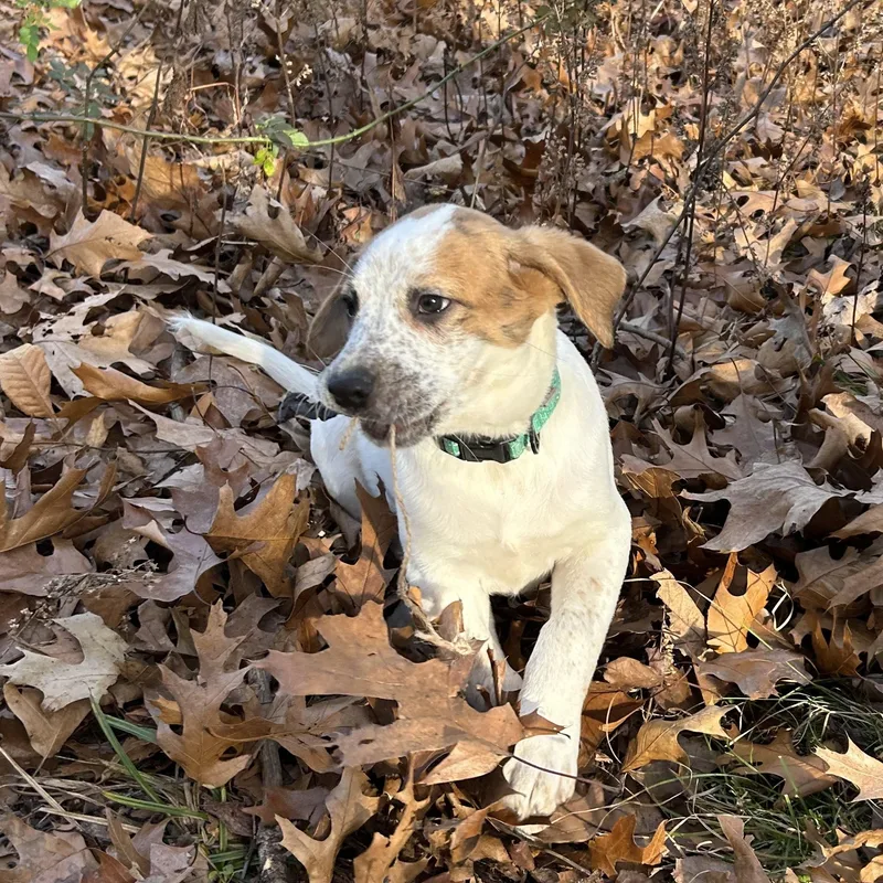 Thrasher thumbnail 2