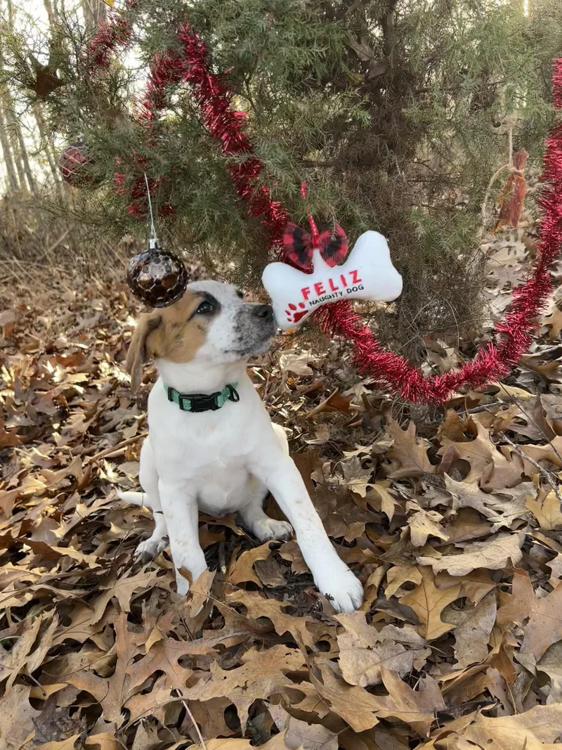 Thrasher thumbnail 3