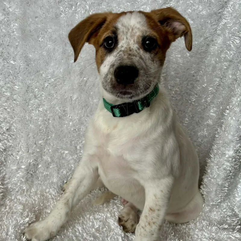 Thrasher thumbnail 4