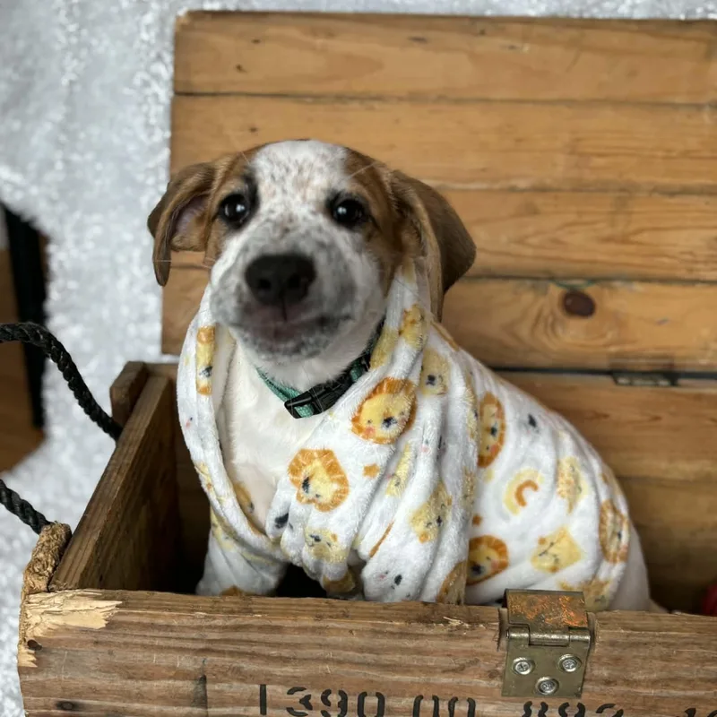 Thrasher thumbnail 5