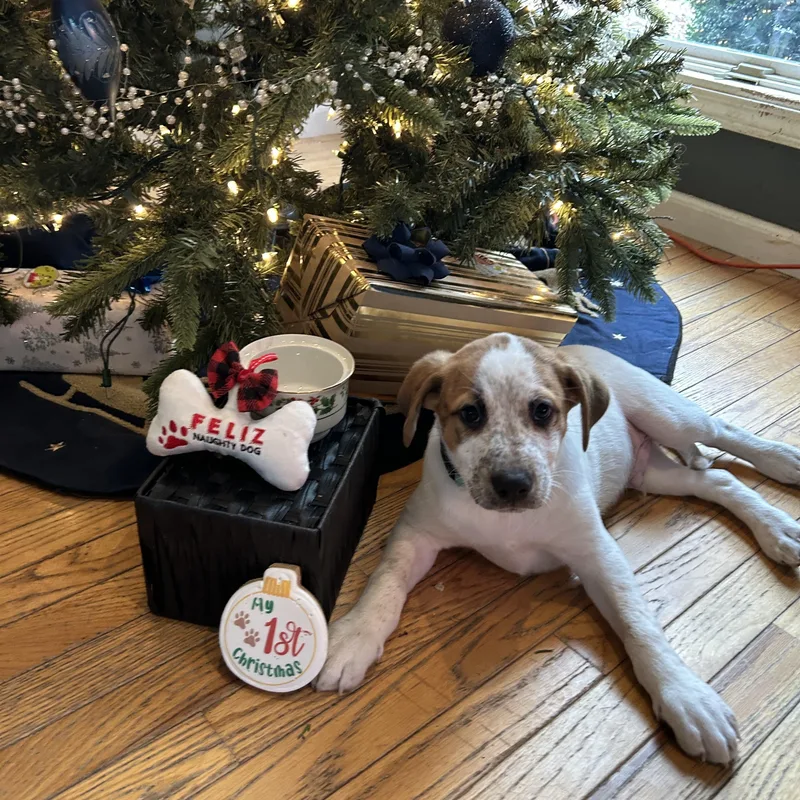 Thrasher thumbnail 6