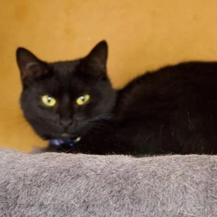 An adult medium-sized male Black Domestic Short Hair cat named Ace for adoption in Delta, AL