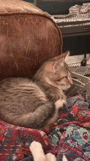 A baby medium-sized male Domestic Short Hair cat named Atlas for adoption in Wheaton, IL