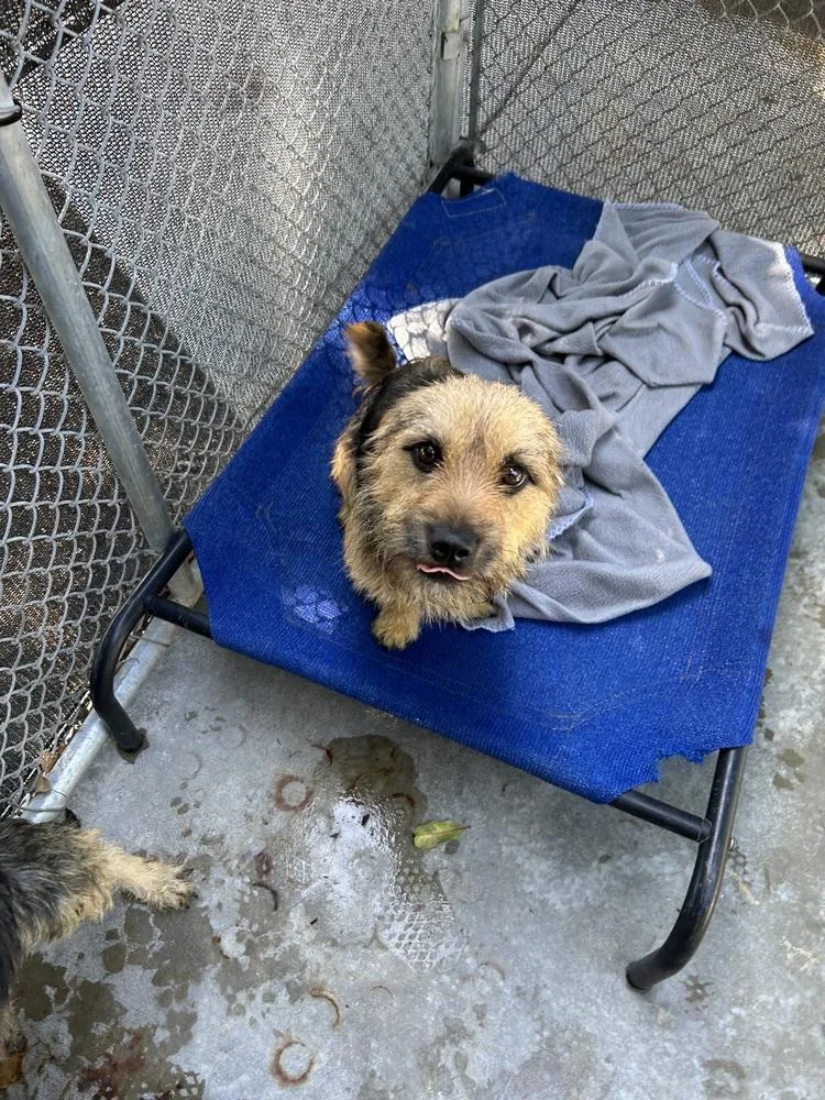 A baby medium-sized male Chihuahua dog named Max for adoption in Ontario, CA