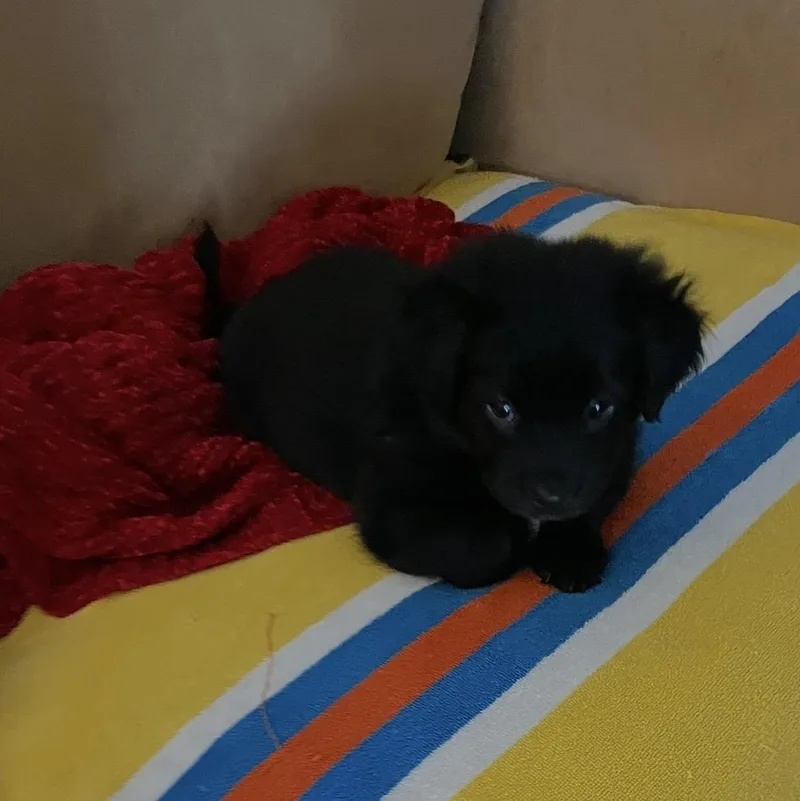 A baby medium-sized female Black Flat-Coated Retriever dog named Cassie for adoption in Cordova, TN