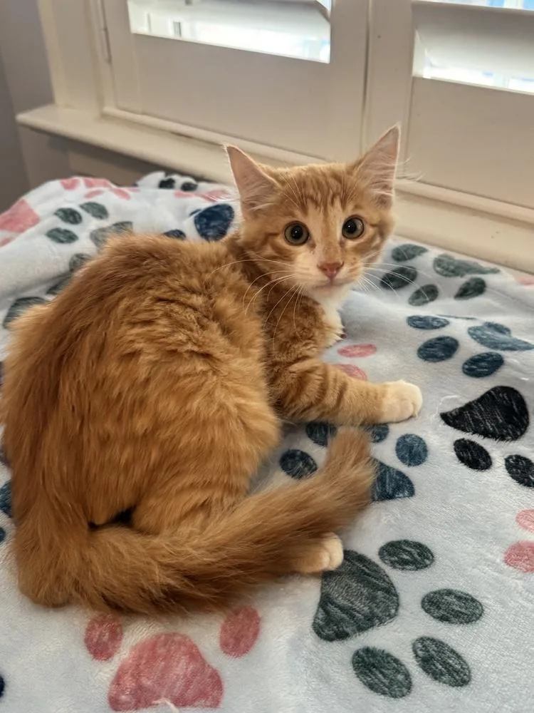 A baby medium-sized male Orange & White Domestic Medium Hair cat named Orange Crush for adoption in Emerald Isle, NC