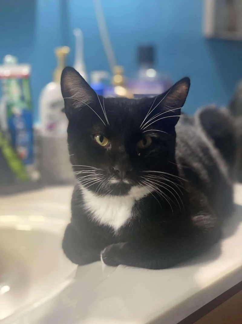 Stash And Phantom thumbnail 2