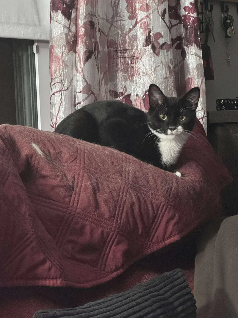 Stash And Phantom thumbnail 5