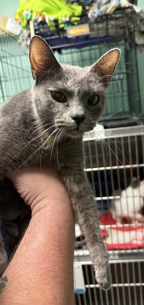A young medium-sized female Domestic Short Hair cat named Anita for adoption in Athens, OH