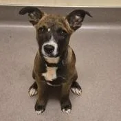 A baby medium-sized male Brown / Chocolate Pit Bull Terrier dog named Badger for adoption in Norman, OK