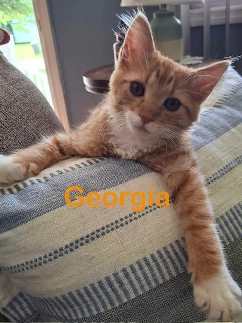 GEORGIA Kit
