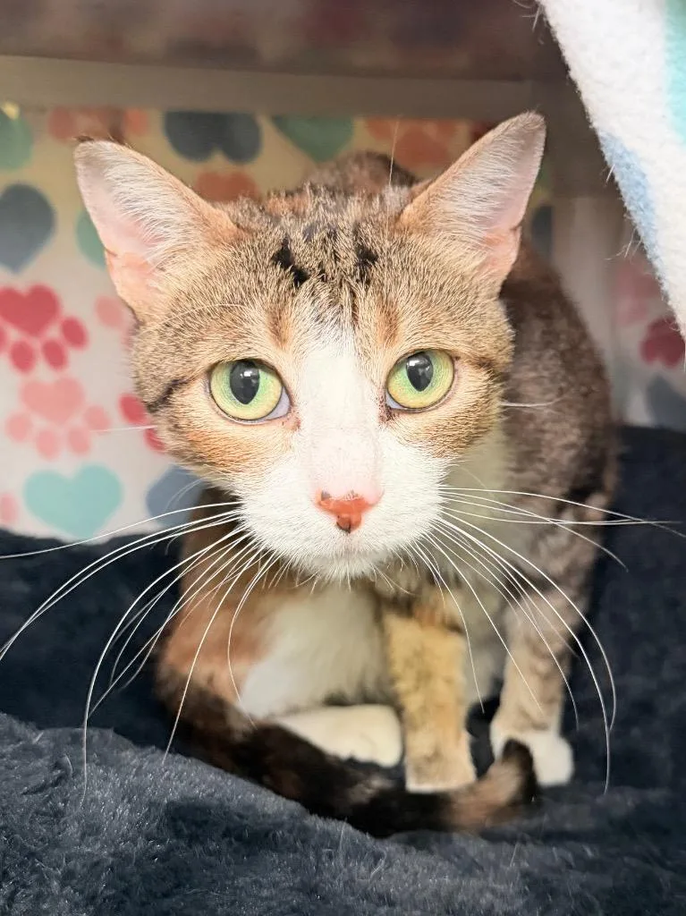 An adult medium-sized female Domestic Short Hair cat named Mercury for adoption in Menomonie, WI