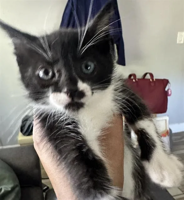 A baby small-sized female Domestic Short Hair cat named Maki for adoption in Sacramento, CA