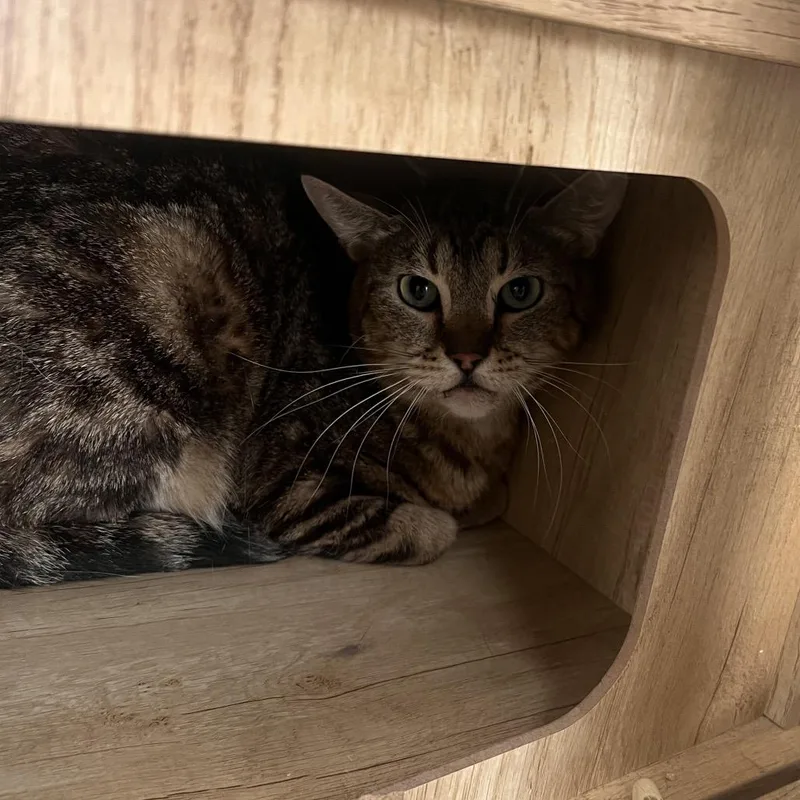 An adult small-sized male Brown / Chocolate Domestic Short Hair cat named McDouble for adoption in Las Vegas, NV