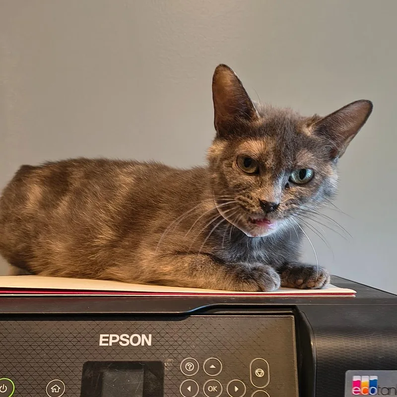 An adult medium-sized female Gray / Blue / Silver Domestic Short Hair cat named Gemma for adoption in Elwood, IN