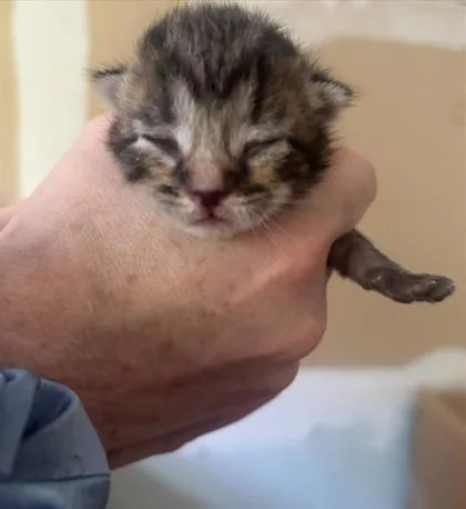 A baby small-sized male Domestic Short Hair cat named Zorro for adoption in West Chester, PA