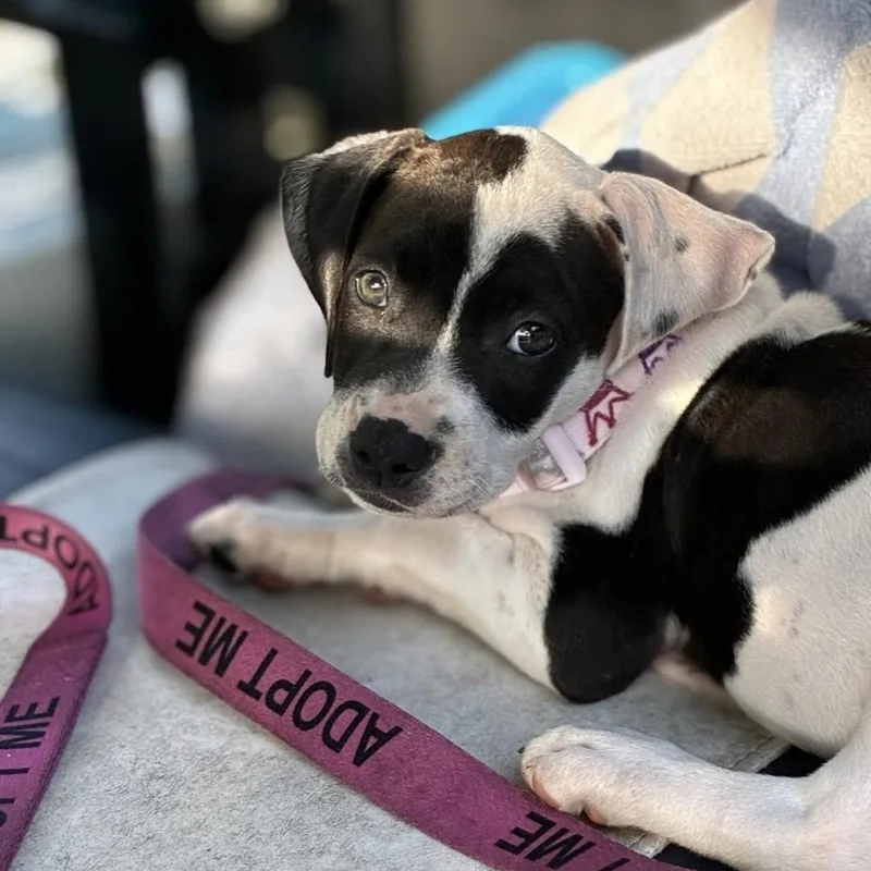 A baby medium-sized female Black Mixed Breed dog named Lola for adoption in Myrtle Beach, SC
