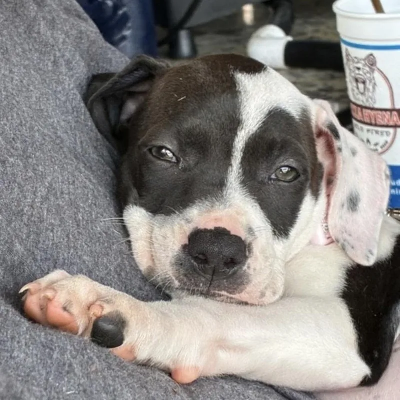 Lola thumbnail 2