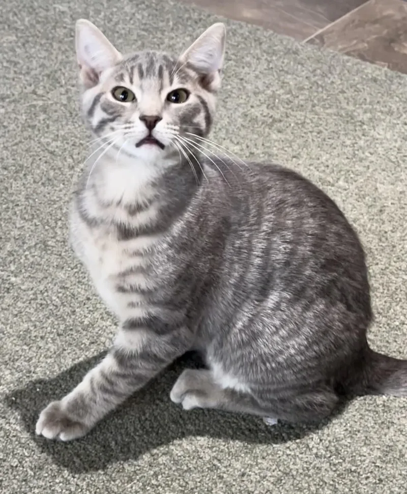 A baby medium-sized male Gray & White Domestic Short Hair cat named Raisin  Your New for adoption in Prescott, AZ